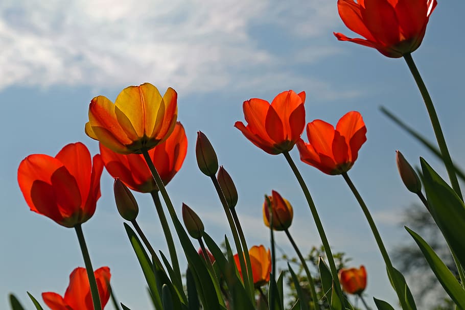 flowers, tulips, spring, nature, red, pink, bloom, colorful, HD wallpaper