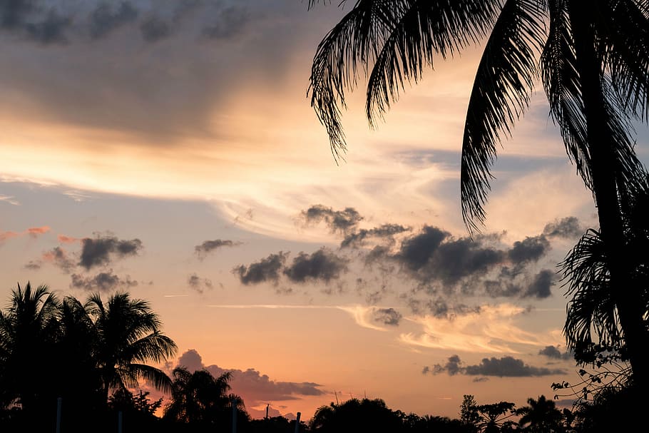 sunset, palms, clouds, sky, tree, scenics - nature, cloud - sky HD wallpaper