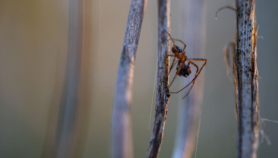 macro, spider, arachnids, extraction, insect, invertebrate HD wallpaper