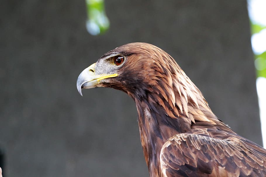 Golden Eagle, Golden, Bird, animal, wild, wildlife, raptor HD wallpaper