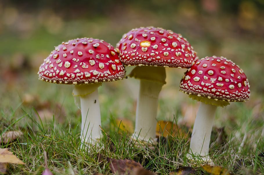 three red mushrooms, fly agaric, grass, toxic, autumn, gift, fungus, HD wallpaper