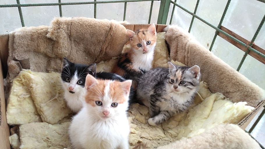 Cats, Animals, Nature, domestic Cat, pets, cute, domestic Animals HD wallpaper