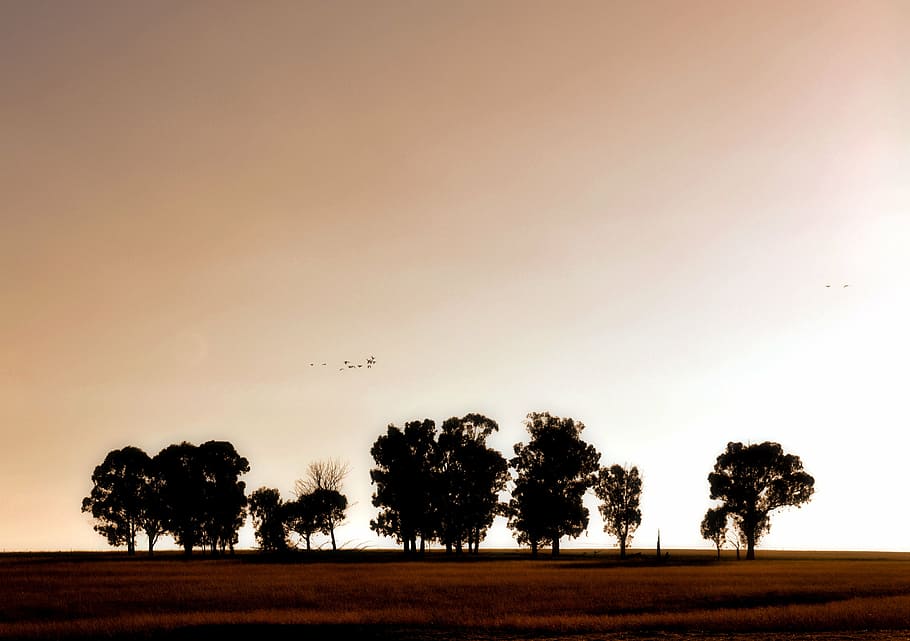landscape, nature, sunlight, trees, silhouette, plant, sky HD wallpaper