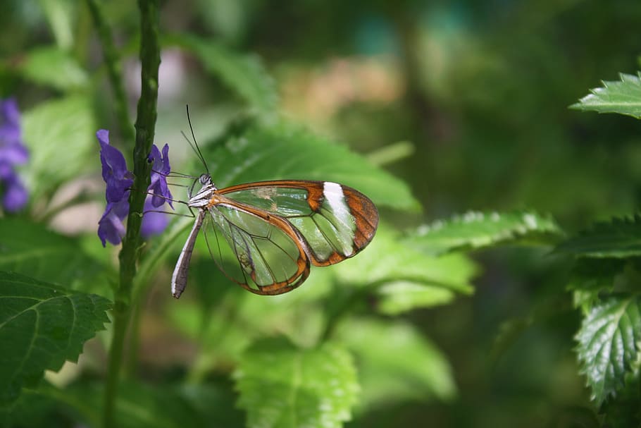 butterfly, insect, flower, leaf, leaves, nature, monarch, trees HD wallpaper
