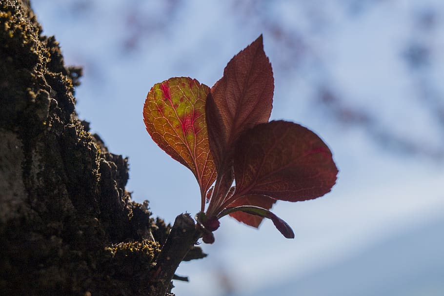 leaf, tree, green, red, spring, summer, autumn, leaf veins HD wallpaper