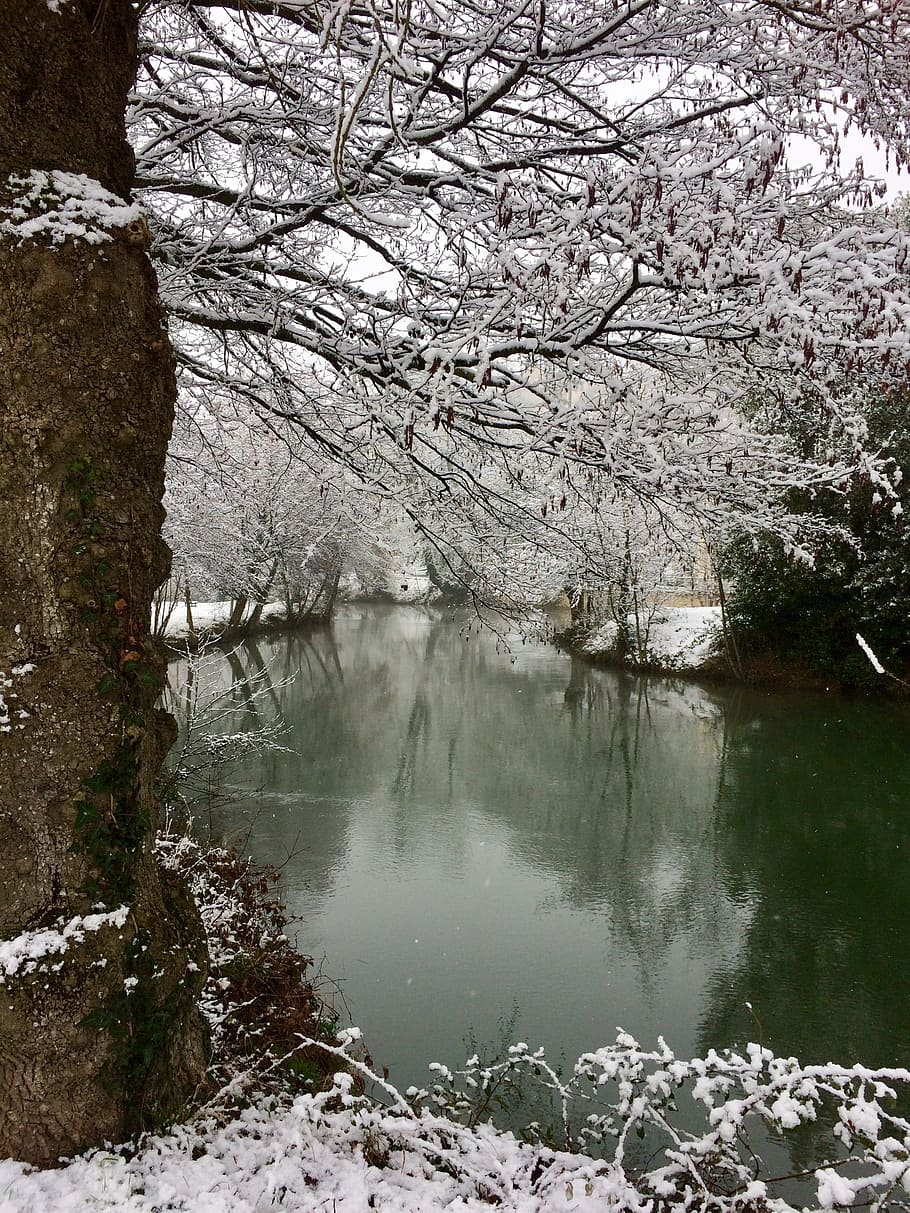 tree, nature, snow, water, plant, beauty in nature, scenics - nature HD wallpaper