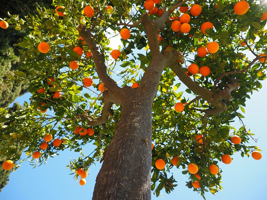 high-angle photography of tree with orange fruits, oranges, log