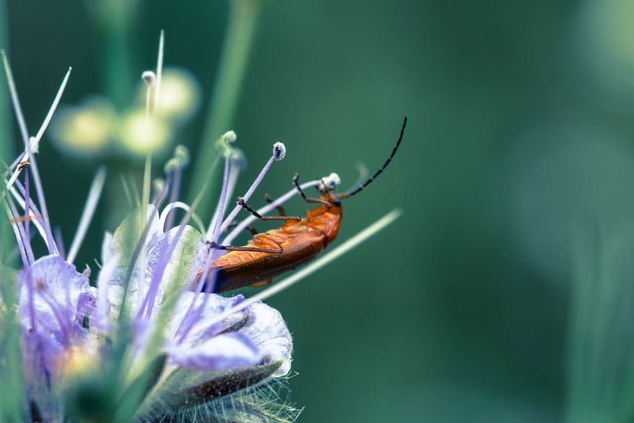 beetle, flower, macro, insect, blossom, bloom, nature, animal HD wallpaper