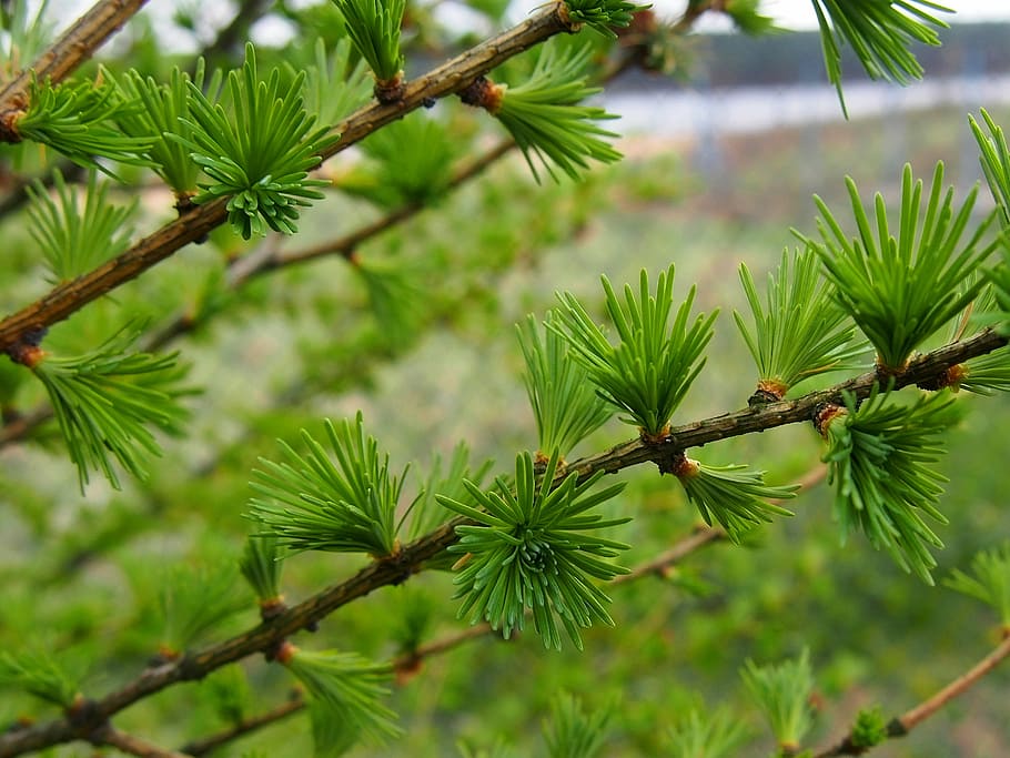 nature, larch, sprig, closeup, larch needles, iglak, coniferous trees HD wallpaper