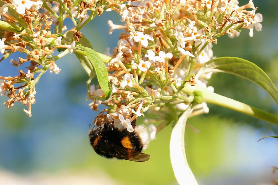 bee, hummel, summer, spring, flowers, white, honey, bud, bloom HD wallpaper