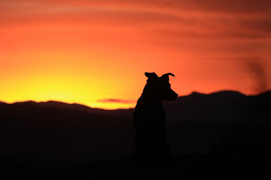 silhouette of standing dog looking at mountain during sunset, silhouette photo of dog during golden hour HD wallpaper