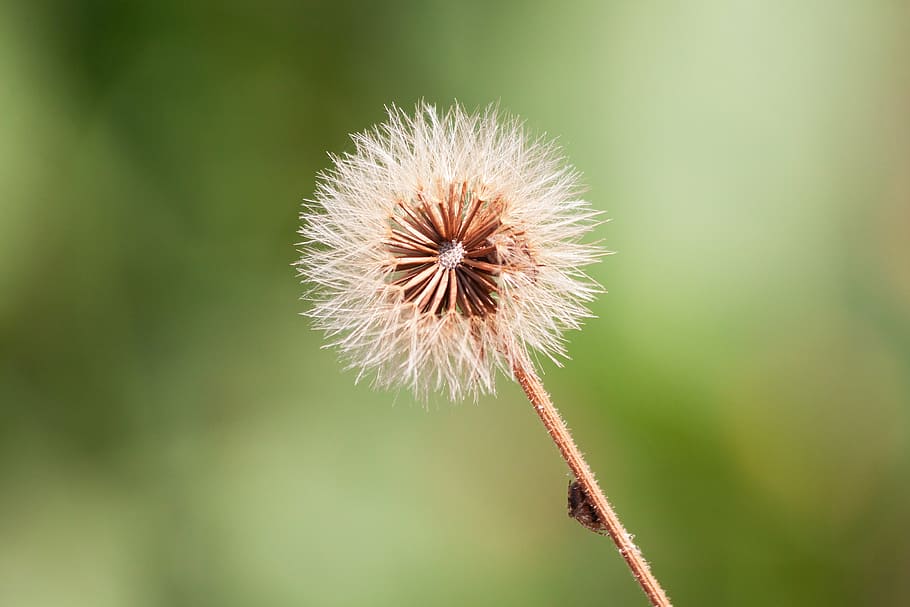 infructescence, seeds, ball, thistle, nature, spider, flower HD wallpaper