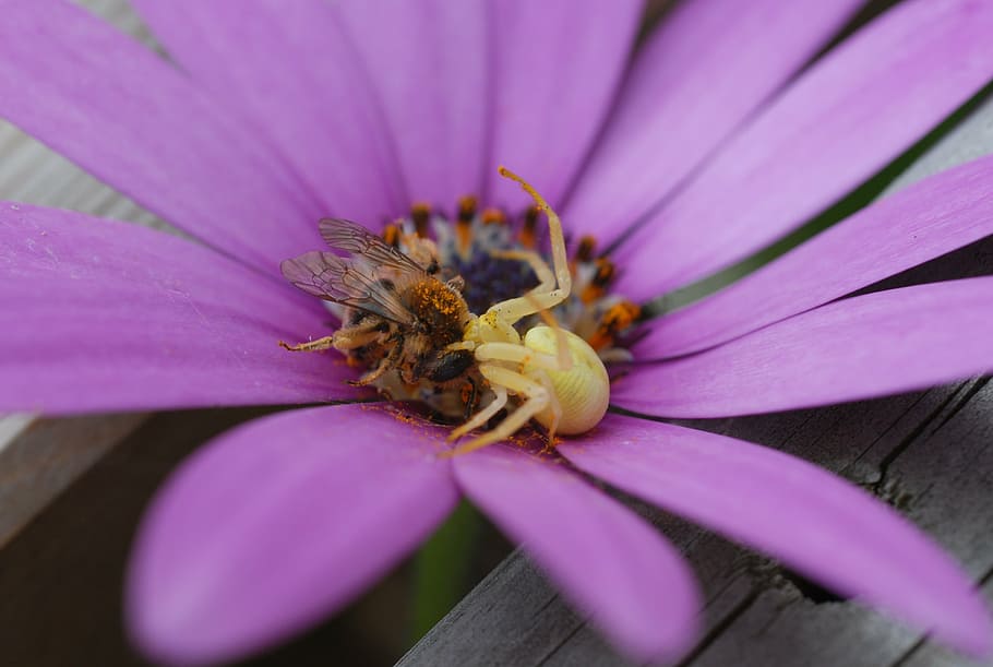 spider, bee, flower, nature, flowering plant, petal, beauty in nature HD wallpaper