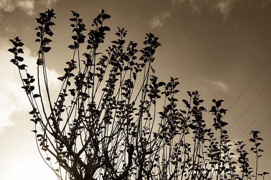 Tree, Branches, Sepia, Dark, Sky, cloud - sky, no people, sunset HD wallpaper