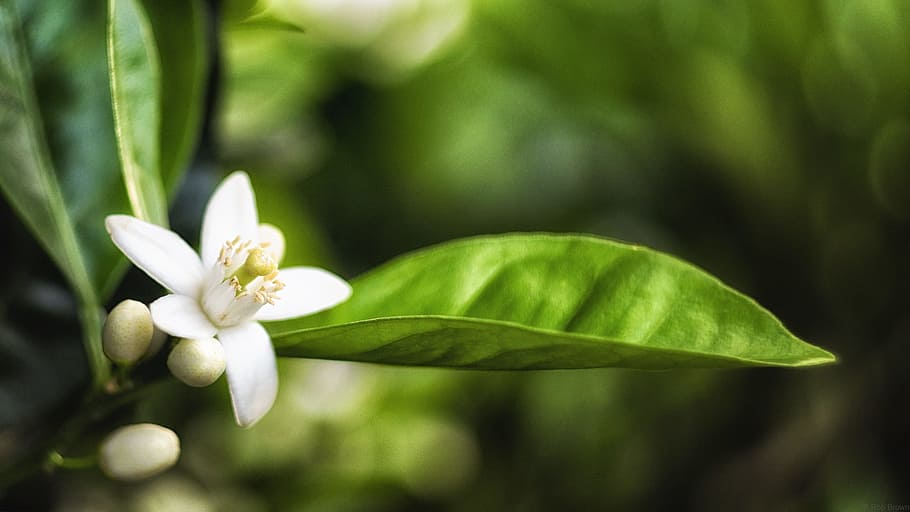 shallow focus photography of white petal flower, orange tree HD wallpaper