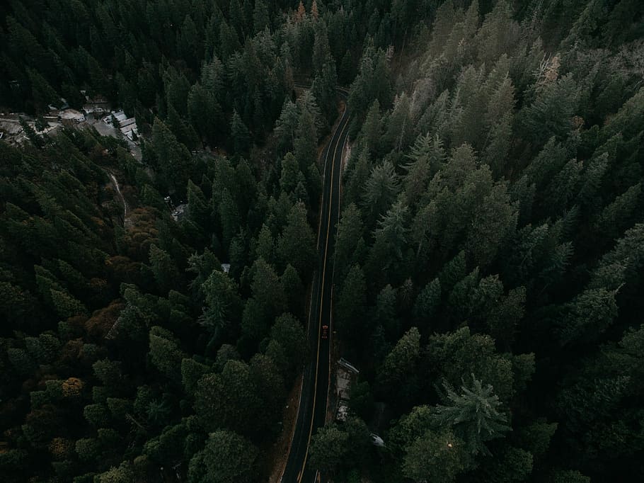 aerial photography of road on forest, aerial photography of black asphalt road between green trees HD wallpaper