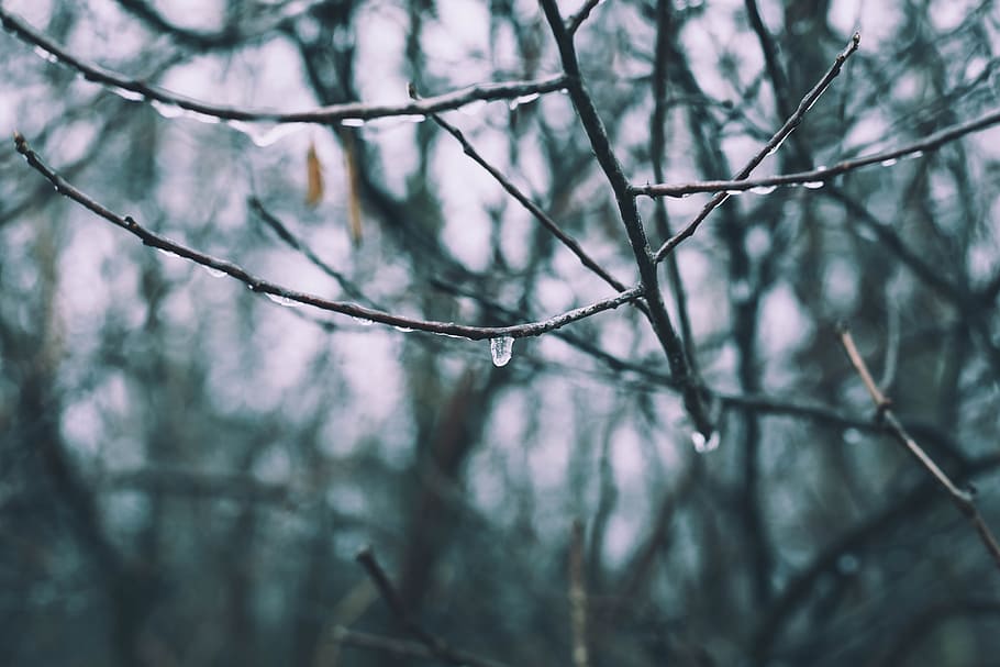 water, drops, rain, trees, trunk, forest, woods, plant, branch HD wallpaper