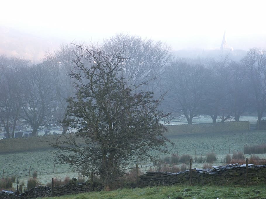 trees, mist, morning mist, dew, misty, cold, frost, winter HD wallpaper
