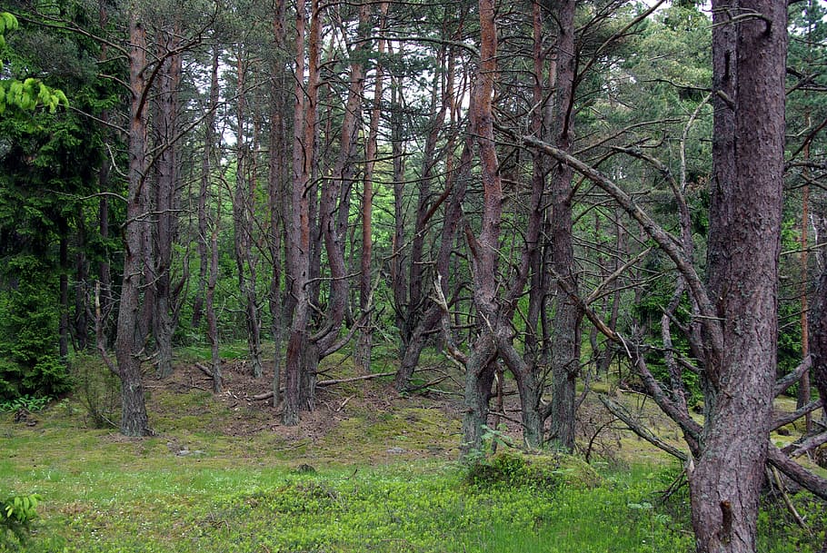 trees, forest, environment, natural, estonia, tree trunk, land HD wallpaper