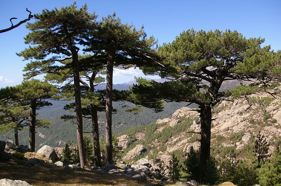 nature, sky, tree, landscape, panoramic, corsican, park, summit HD wallpaper