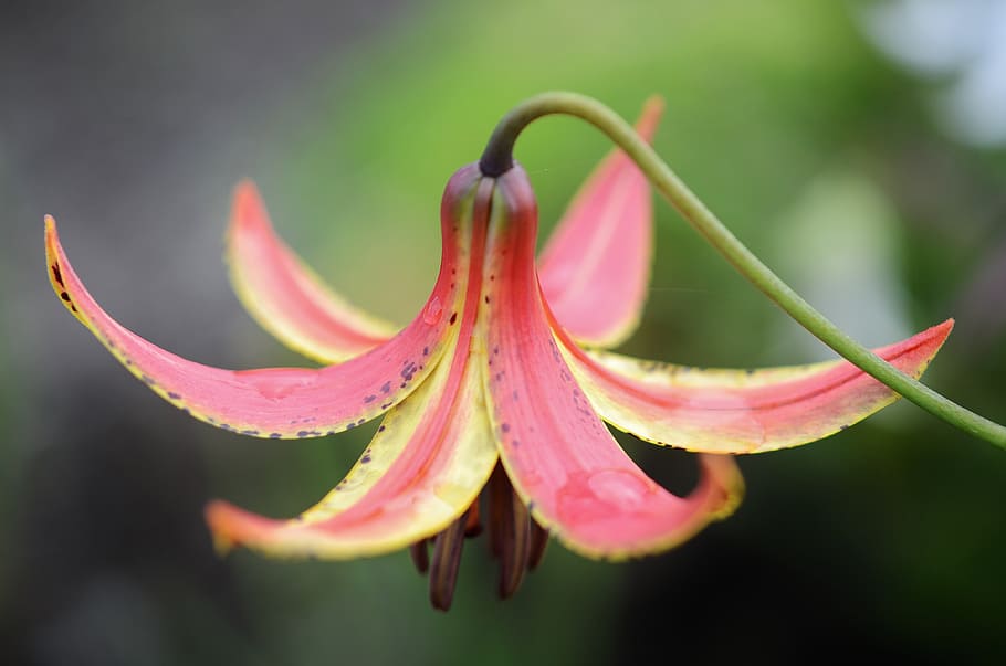 flower, red, water, drop, nature, wet, macro, rain, garden HD wallpaper