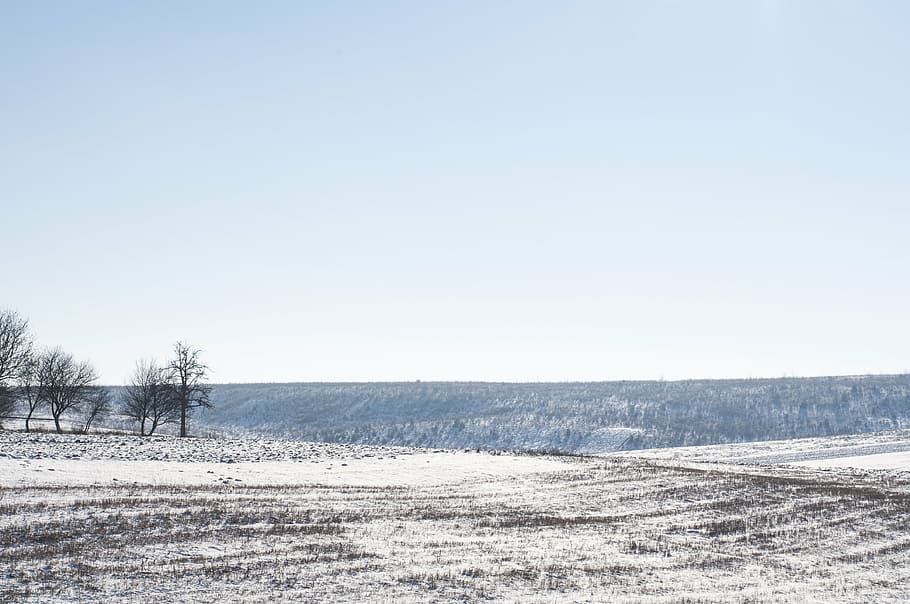 landscape photo of sand, trees, white, brown, ground, sky, winter HD wallpaper