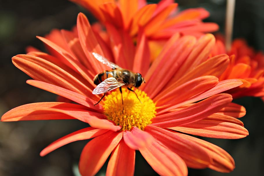 flower, bee, nectar, insects, pollen, pollinate, flowering HD wallpaper