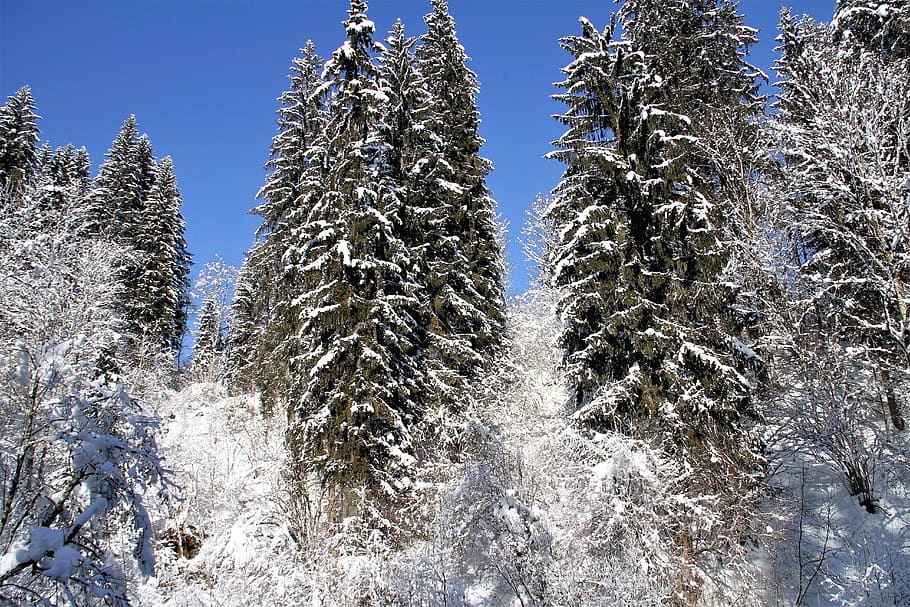 tree covered by snow, winter, cold, trees, snowy, advent, christmas HD wallpaper