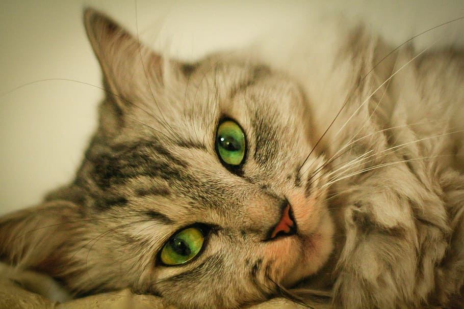 brown cat lying on bed, eye, about, pet, animal themes, domestic HD wallpaper