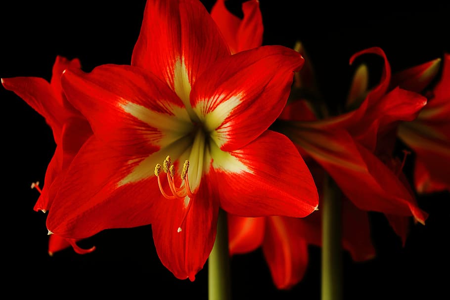 amaryllis, flower, blossom, bloom, red, amaryllis plant, close, HD wallpaper