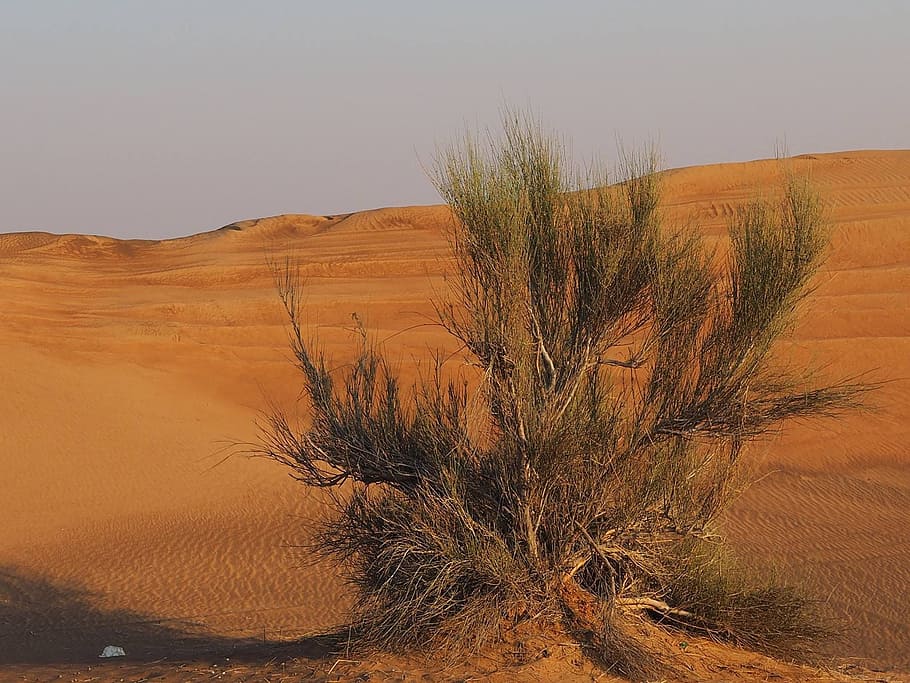 Bush, Desert, Dubai, landscape, nature, scenics, outdoors, arid climate HD wallpaper