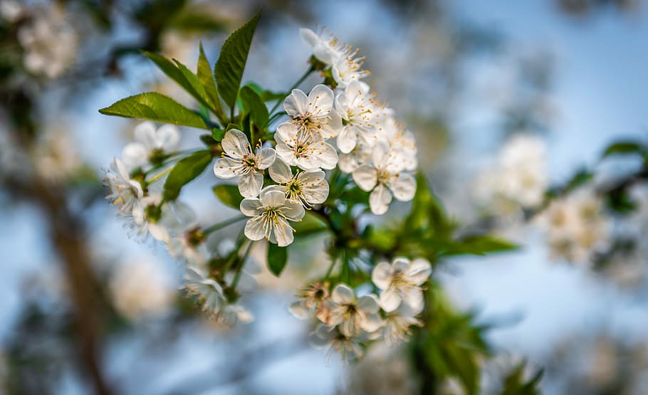 tree, flower, plant, nature, beauty in nature, flowering plant HD wallpaper