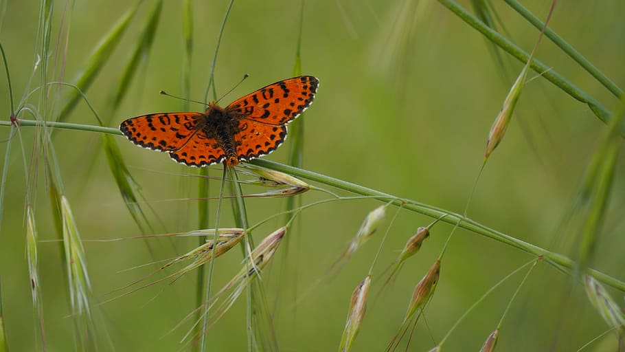 nature, butterfly, grass, spring, animal wildlife, butterfly - insect HD wallpaper