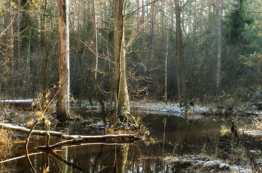 river, winter, forest, tree, water, plant, tranquility, land HD wallpaper