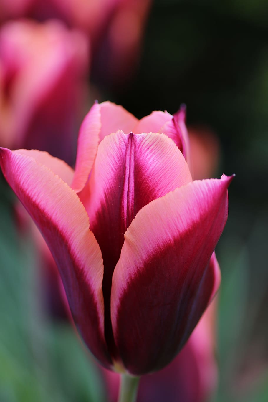 tulip, pink, spring, flower, nature, blooming, european, outdoors HD wallpaper