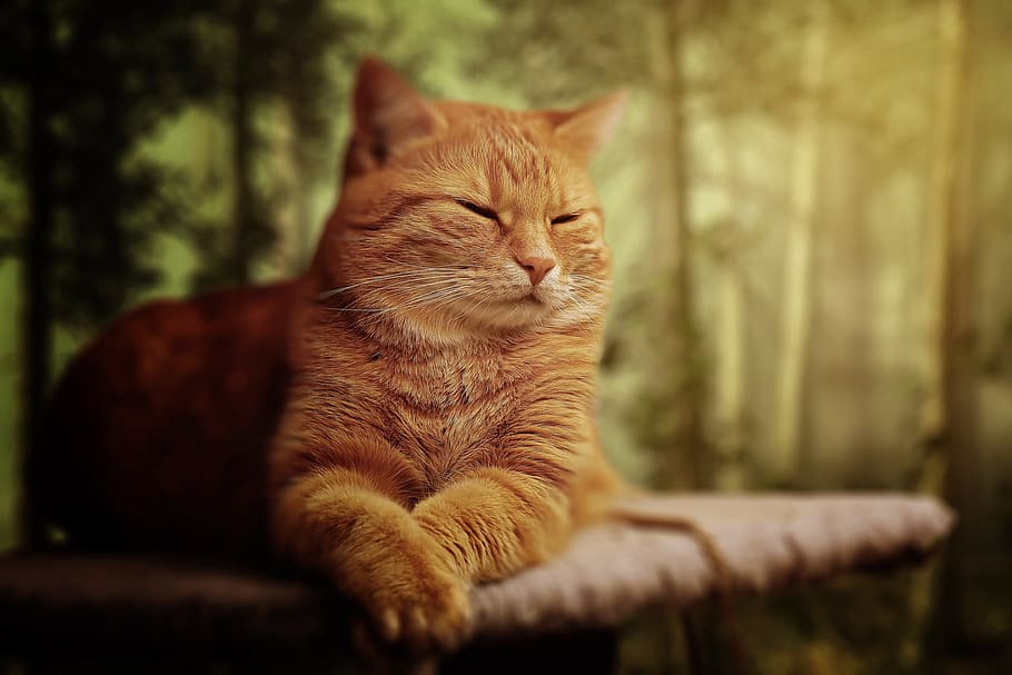reclining orange tabby cat, dream, soft, animal, cute, pet HD wallpaper