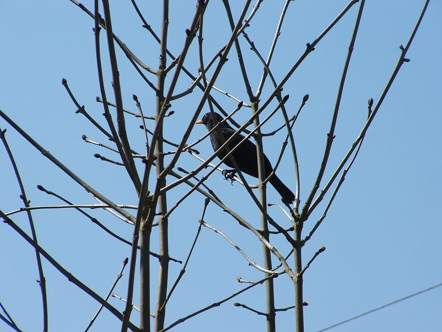 Bird, Blackbird, Tree, Twigs, Branches, wild, sky, blue, outdoors HD wallpaper
