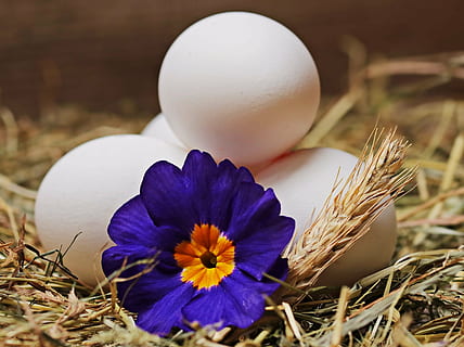purple primrose and white eggs closeup photography, straw, flower HD wallpaper
