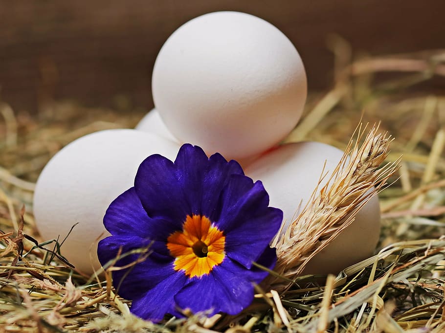 purple primrose and white eggs closeup photography, straw, flower HD wallpaper