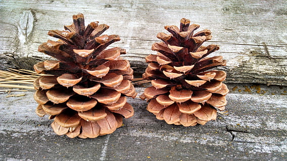 two acorn decors, conifer cone, pine cone, coniferous, brown HD wallpaper