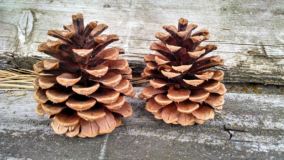 two acorn decors, conifer cone, pine cone, coniferous, brown HD wallpaper