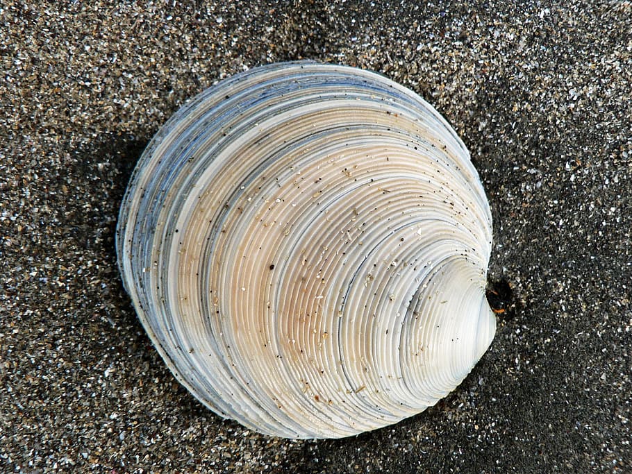 shell, sand, beach, nature, sea, ocean, seashell, coast, no people HD wallpaper