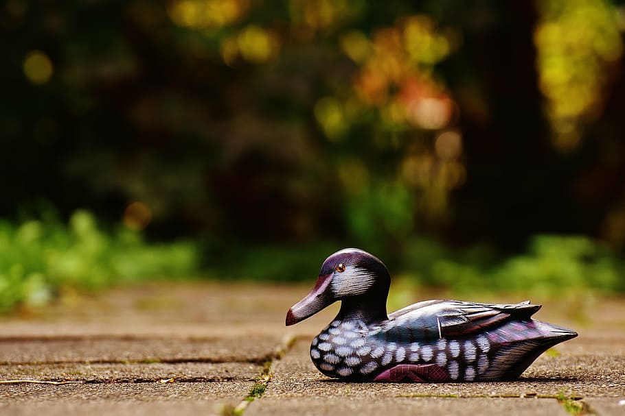 duck, deco, figure, cute, sweet, wood, animal, colorful, one animal HD wallpaper