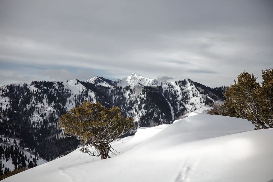 snow-capped mountain with trees, green leaf plant, gray rock HD wallpaper
