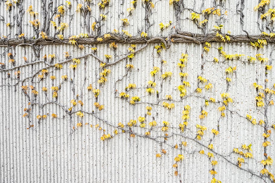 yellow flowers crawling on white wall, yellow flower on wall HD wallpaper