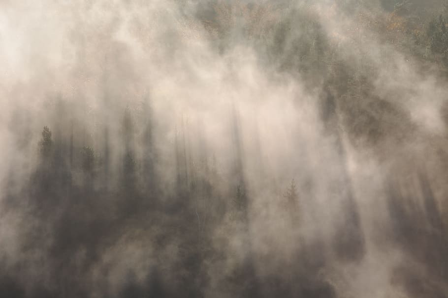 fog, trees, woods, forest, dark, green, mossy, travel, cloud - sky HD wallpaper