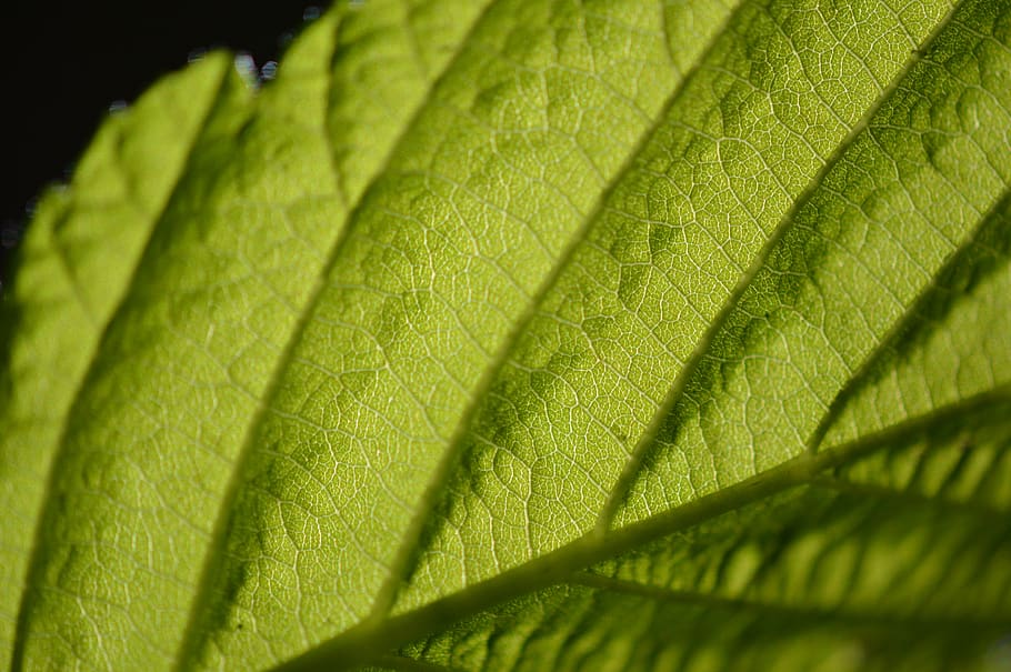 chlorophyll, leaf, macro, green, plant part, green color, close-up HD wallpaper