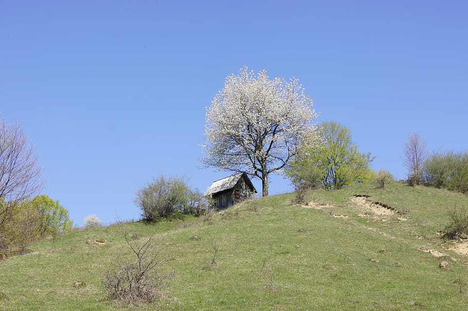 landscape, hill, tree, bloom, blossom, cottage, romania, plant HD wallpaper