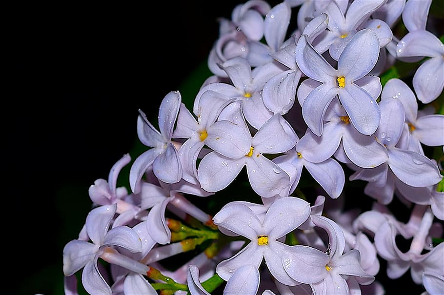 lilac, flower, bloom, spring, white, nature, floral, blooming HD wallpaper