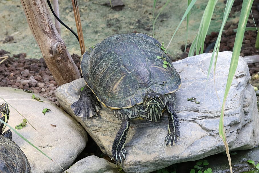 Water Turtle, Reptile, Panzer, armored, tortoise shell, animal shell HD wallpaper